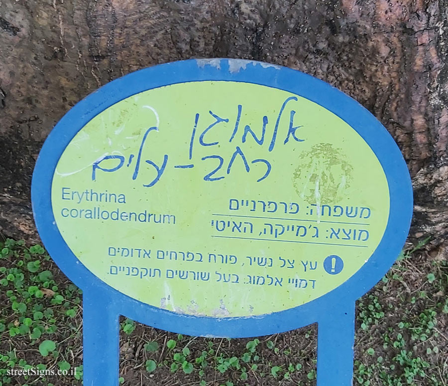 רמת גן - הפארק הלאומי - אלמוגן רחב-עלים