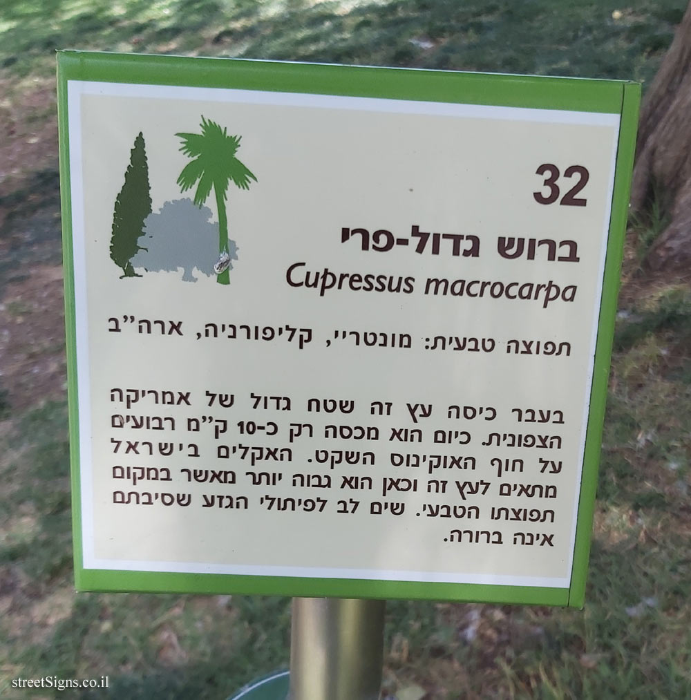 The Hebrew University of Jerusalem - Discovery Tree Walk - Monterey Cypress