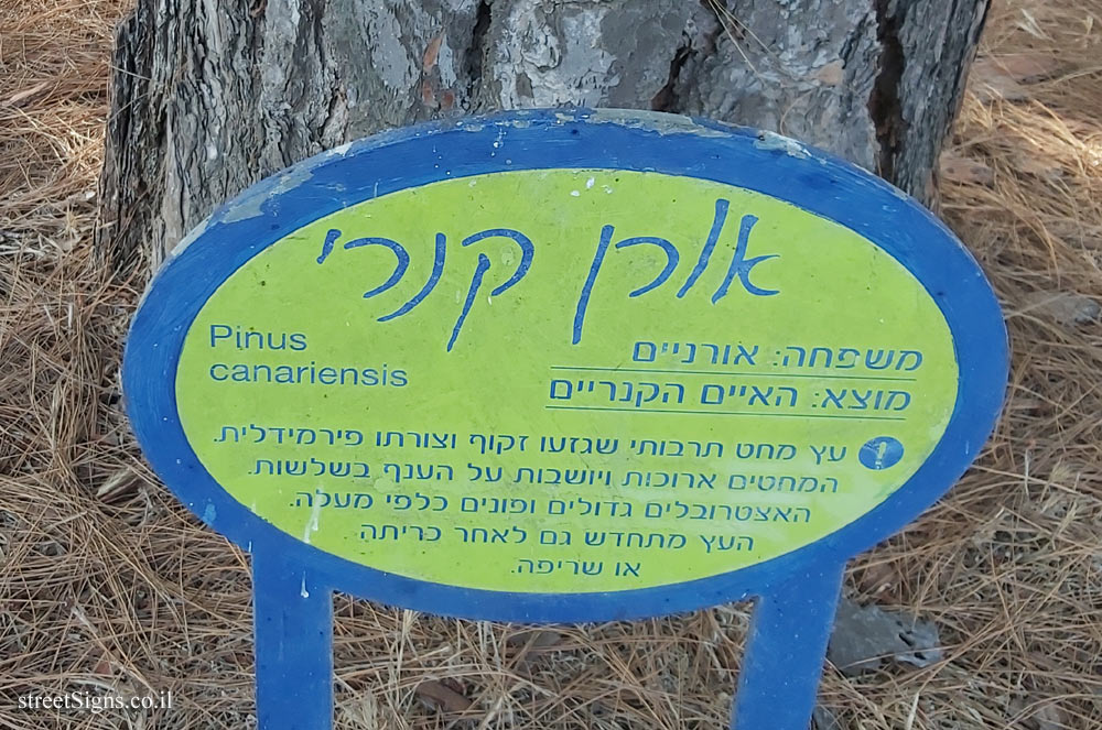 רמת גן - הפארק הלאומי - אורן קנרי