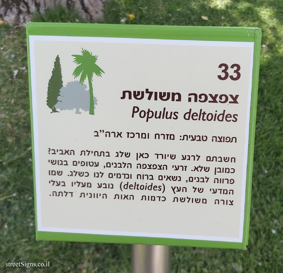 The Hebrew University of Jerusalem - Discovery Tree Walk - Eastern Cottonwood