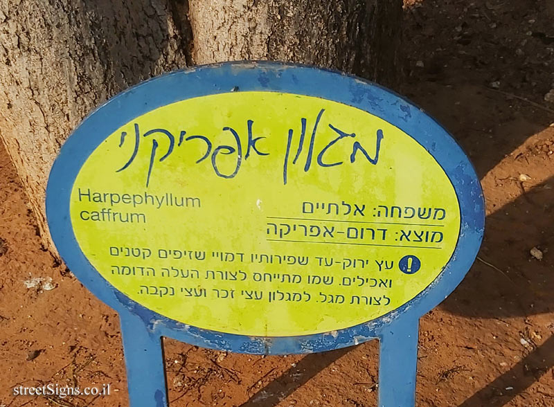 Ramat Gan - the national park - Harpephyllum caffrum