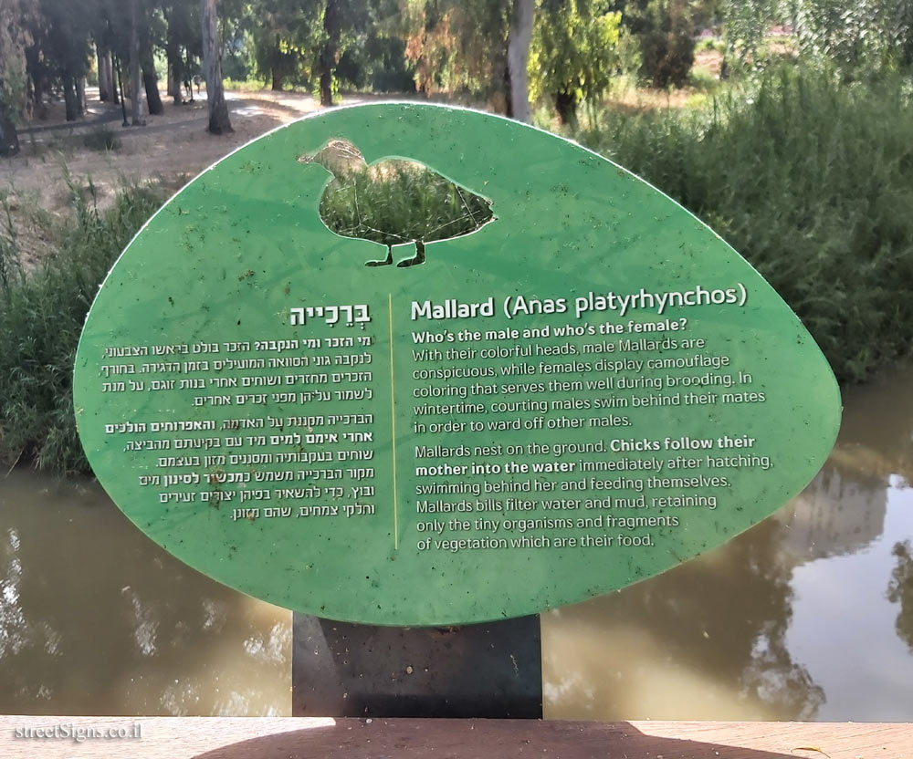 Ramat Gan - Jonathan Trail - Mallard