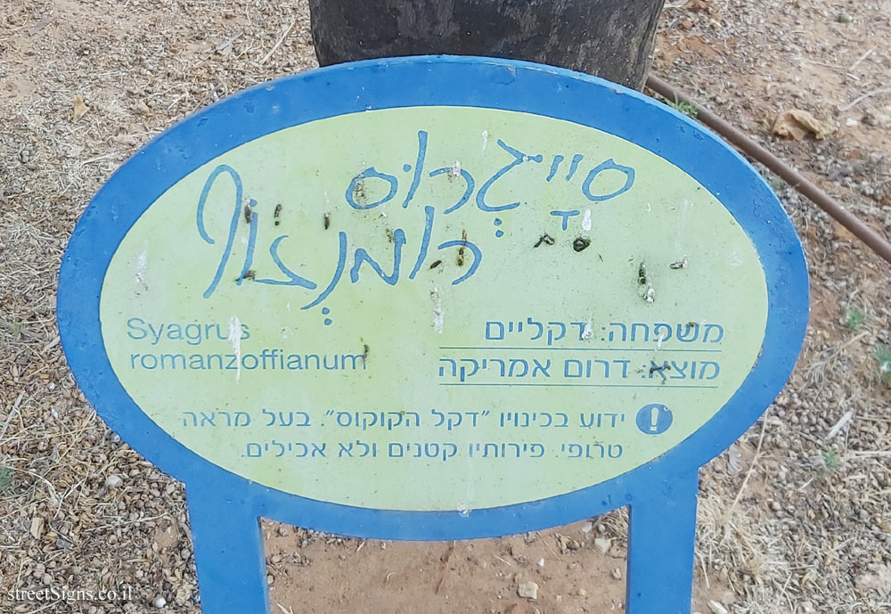 Ramat Gan - the national park - Queen palm