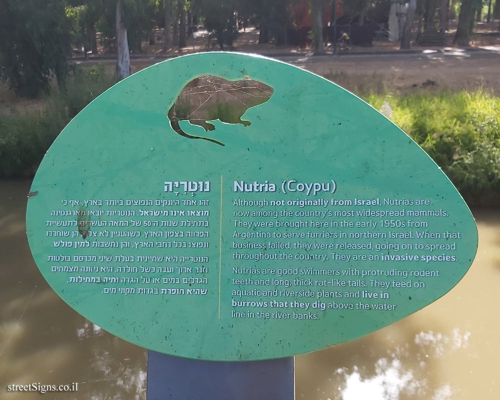 Ramat Gan - Jonathan Trail - Nutria