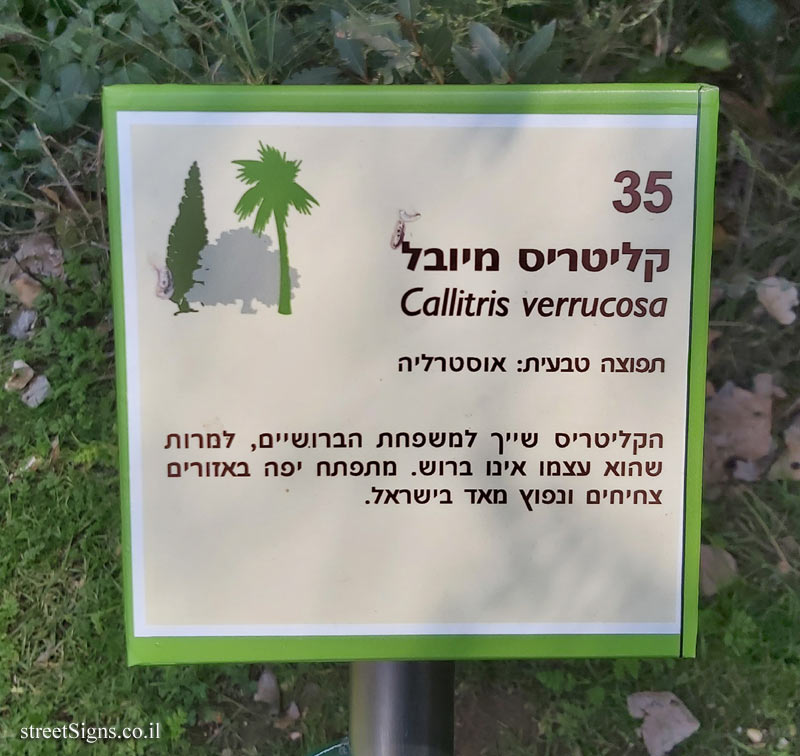 The Hebrew University of Jerusalem - Discovery Tree Walk - Rough Pine