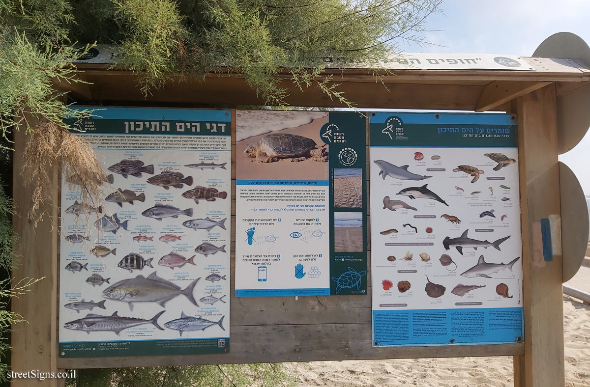 Beit Yanai Beach - Mediterranean fish