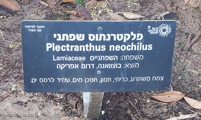 Tel Aviv - Independence Garden - Plectranthus neochilus