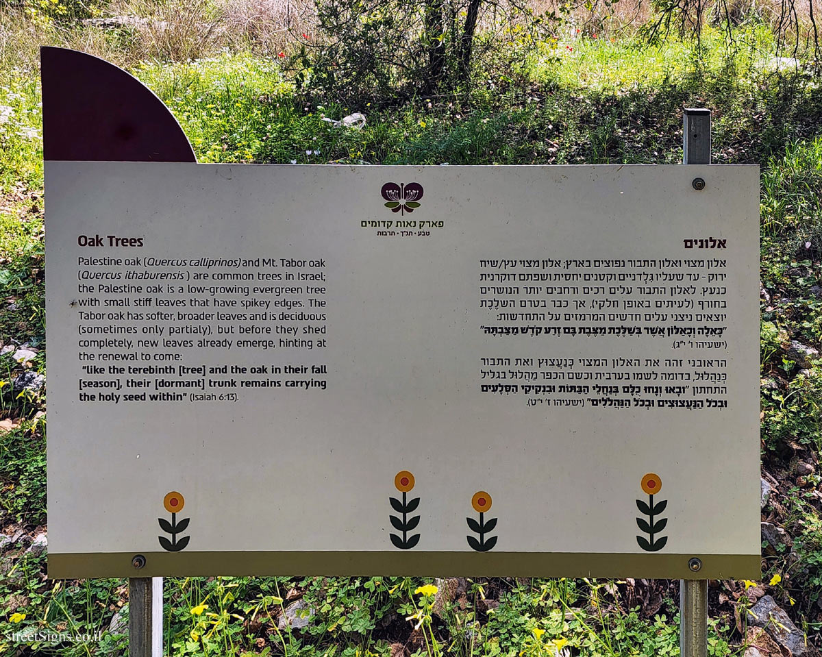 Neot Kedumim Park - Oak Trees