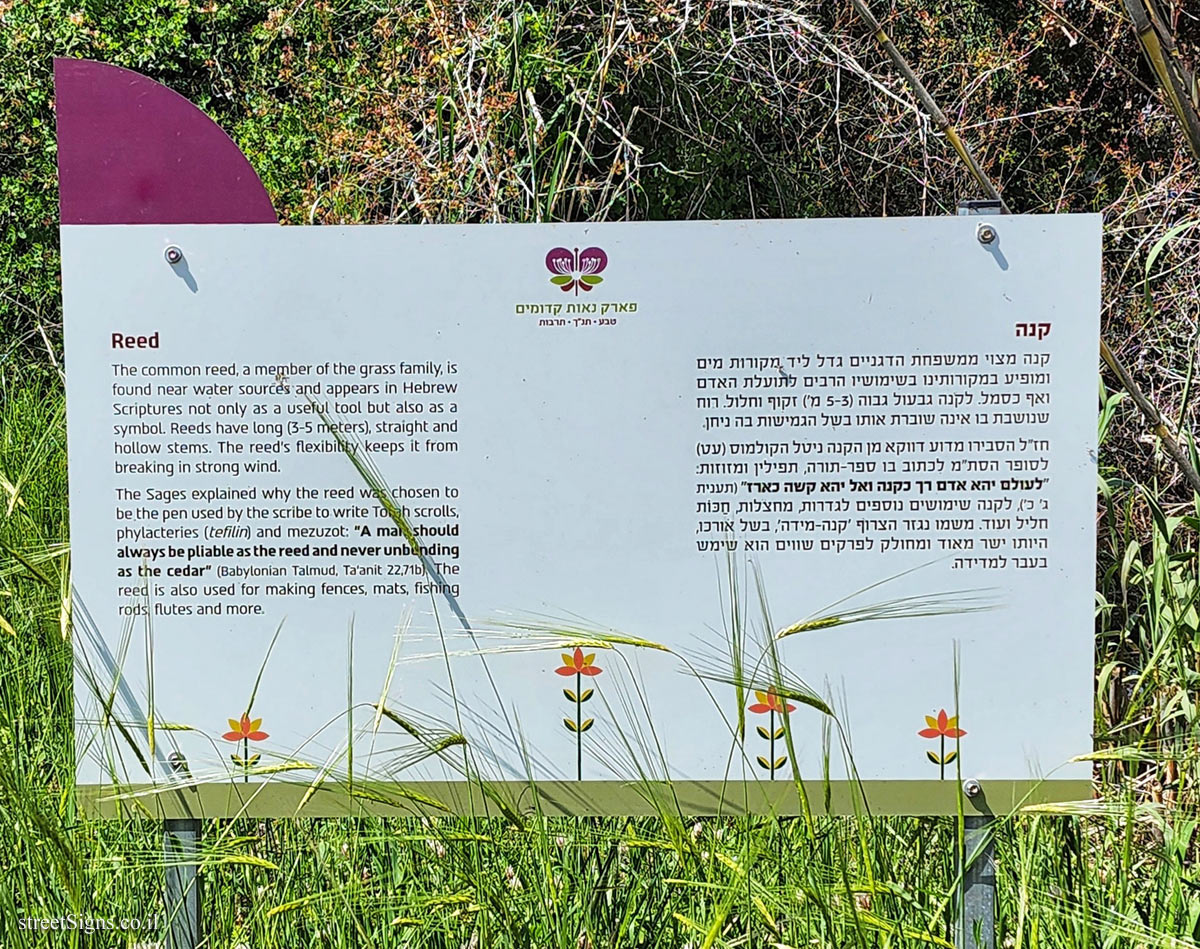 Neot Kedumim Park - Reed