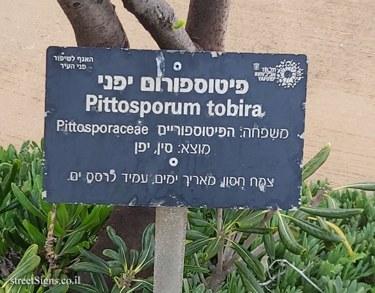  Tel Aviv - Independence Garden - Japanese pittosporum
