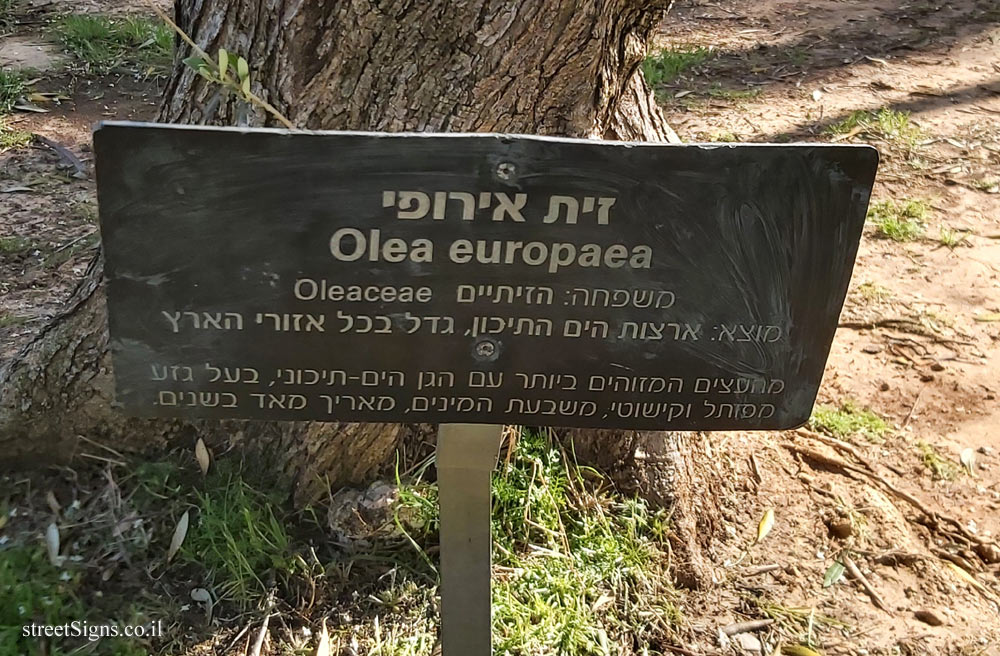 Tel Aviv - Independence Garden - Olea europaea