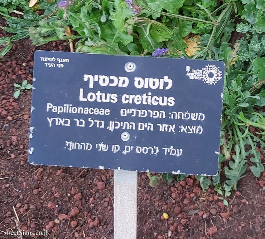 Tel Aviv - Independence Garden - Lotus creticus