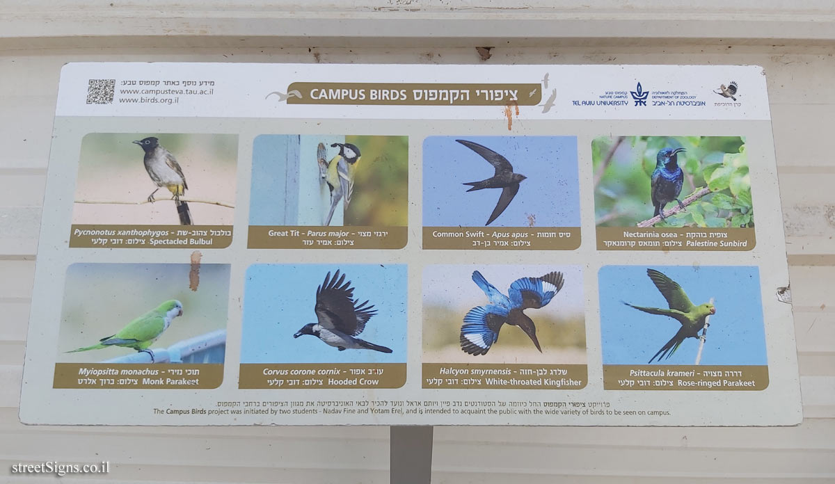 Tel Aviv University - Campus Birds - 1