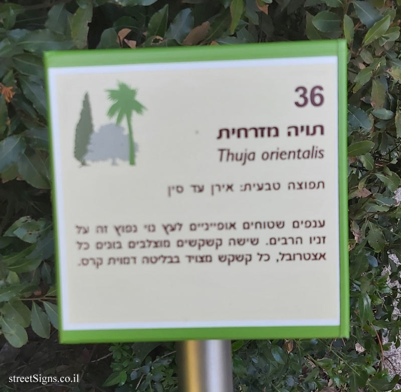 The Hebrew University of Jerusalem - Discovery Tree Walk - Oriental Arborvitae