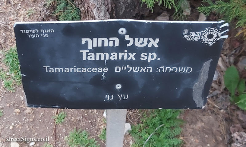 Tel Aviv - Independence Garden - Tamarix sp.
