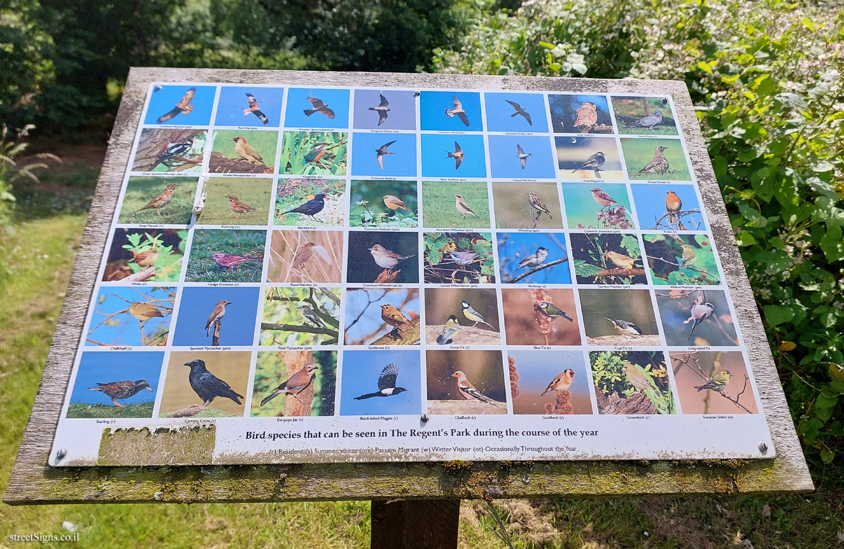 London - Regent’s Park - types of birds that can be seen in the park throughout the year