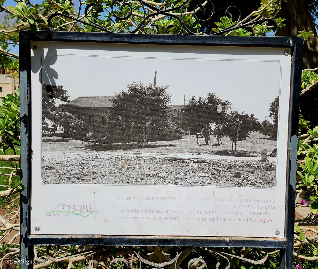 Ein Gedi - The Baobab Tree