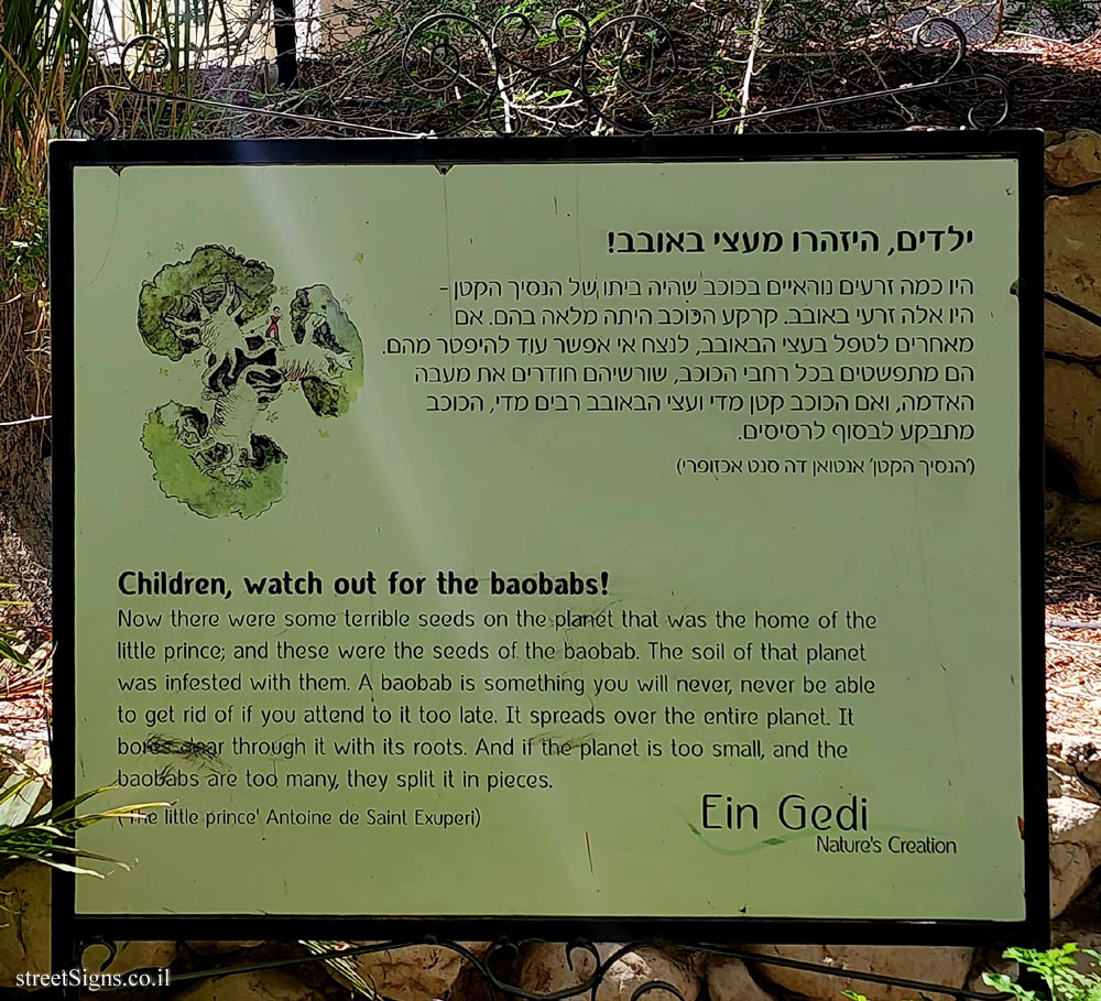 Ein Gedi - Children, watch out for the baobabs!