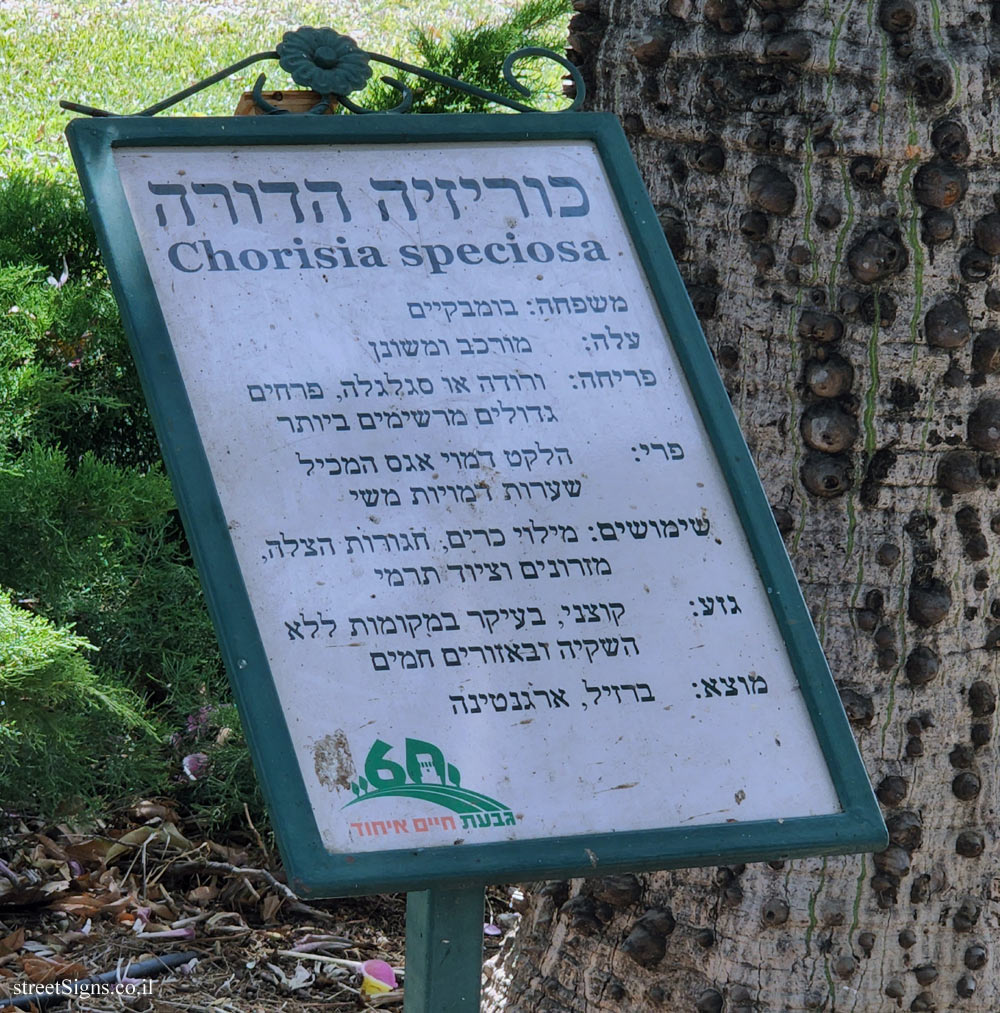 Givat Haim Ihud - The floss silk tree