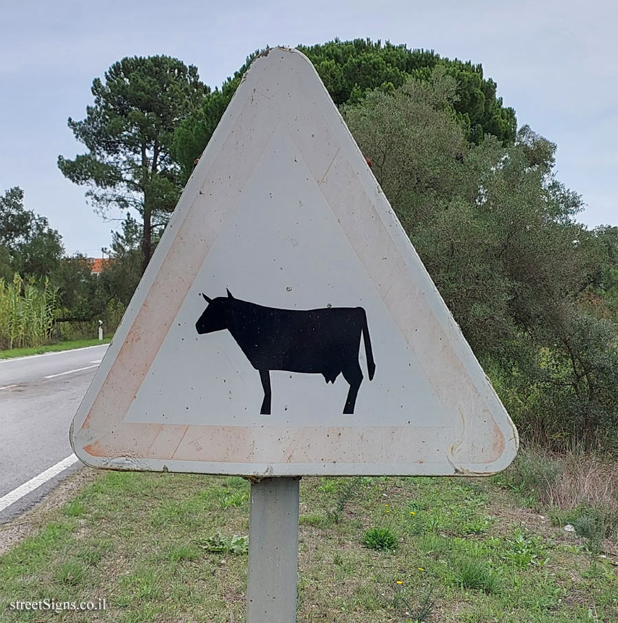Batalha - Sometimes you have to watch out for cows too