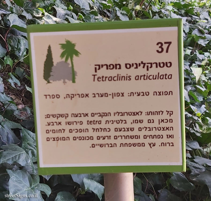 The Hebrew University of Jerusalem - Discovery Tree Walk - Tetraclinis
