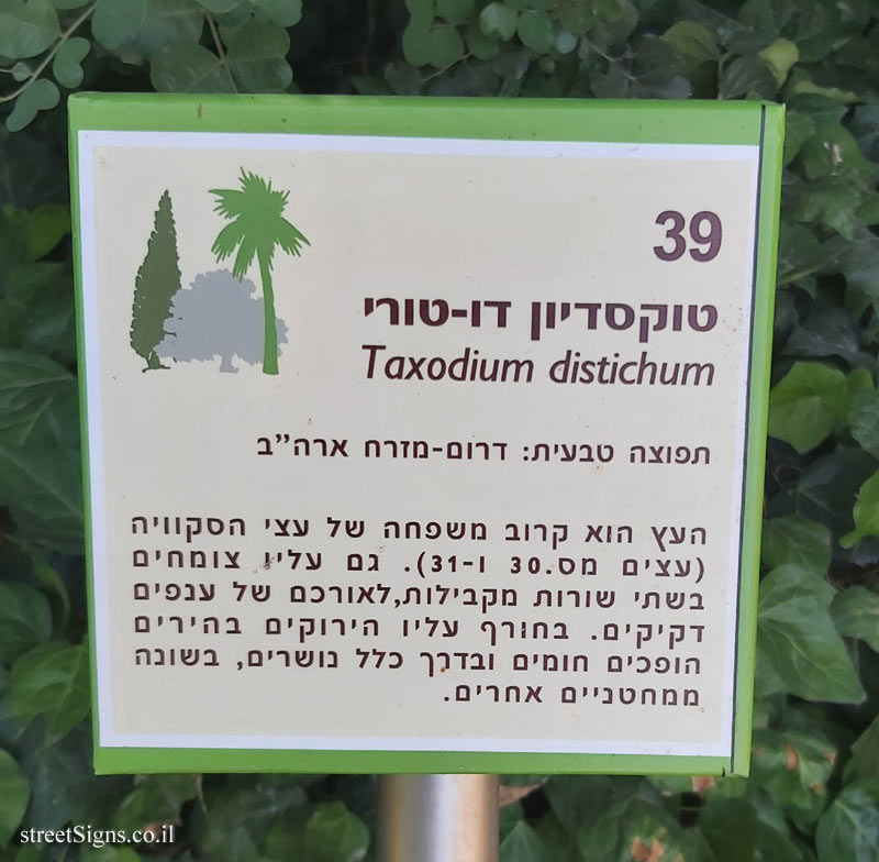 The Hebrew University of Jerusalem - Discovery Tree Walk - Swamp Cypress