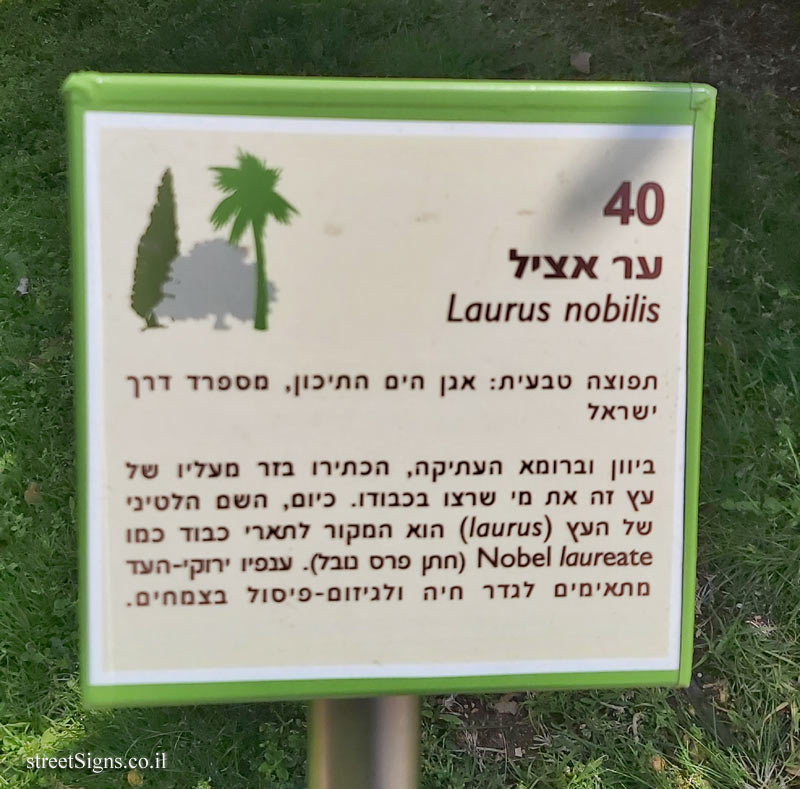 The Hebrew University of Jerusalem - Discovery Tree Walk - True Laurel