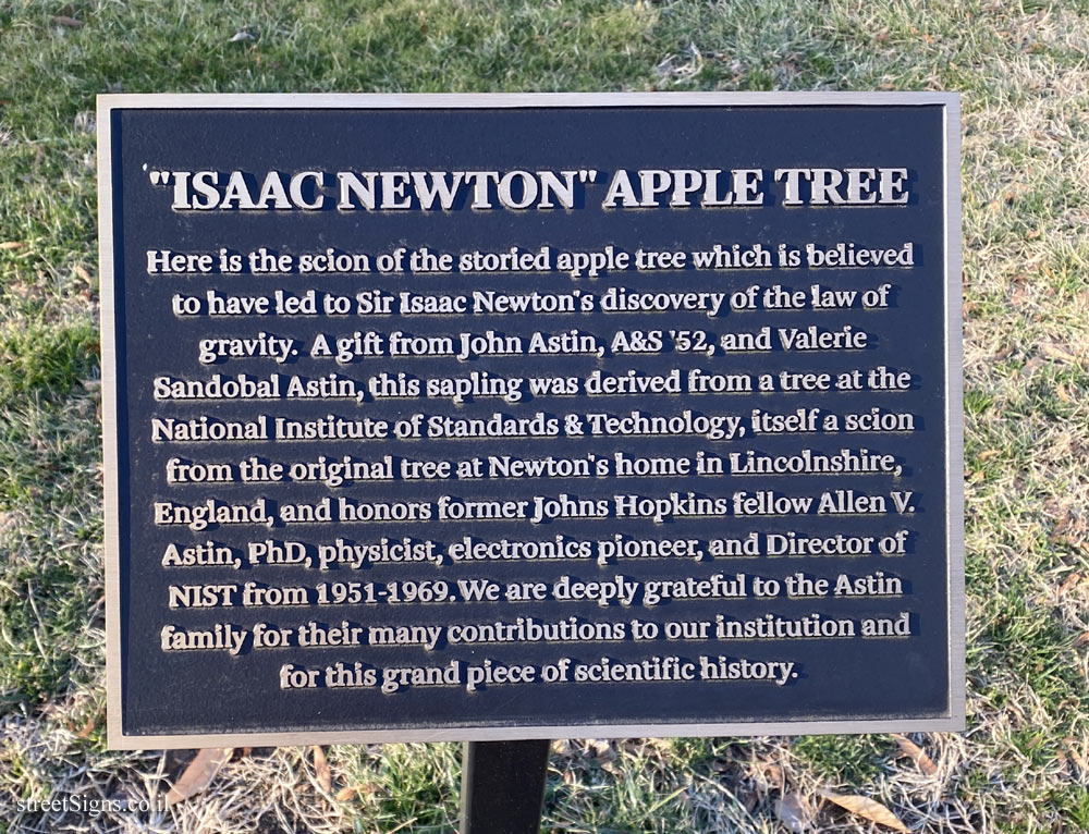 בולטימור - עץ התפוח של ניוטון
