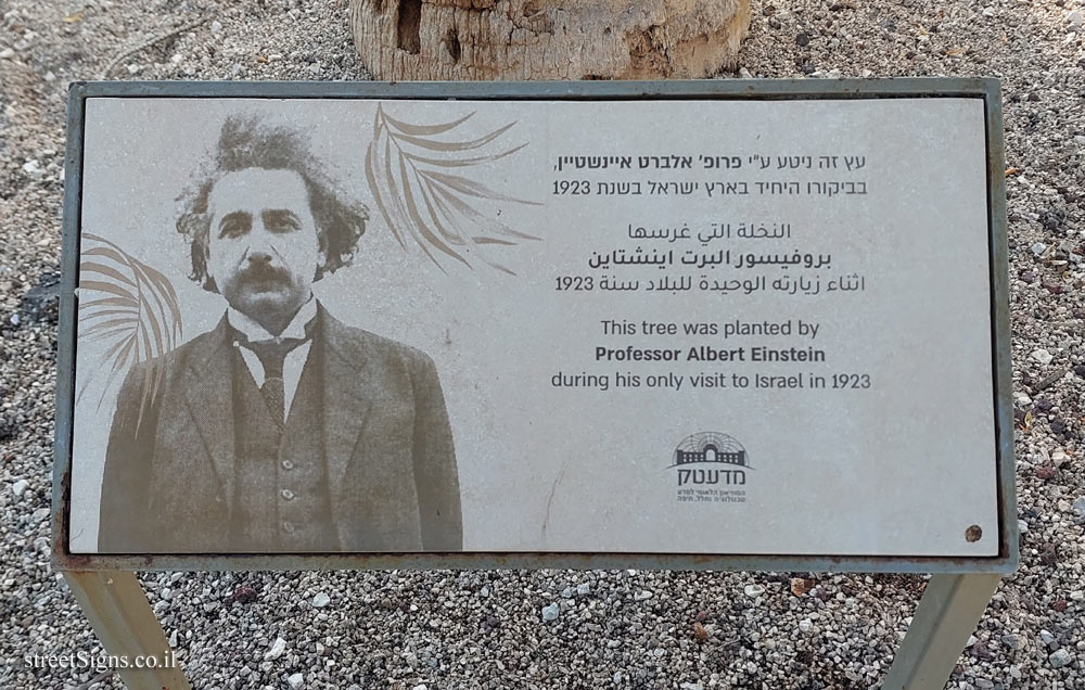 Haifa - Madatek - The tree planted by Albert Einstein