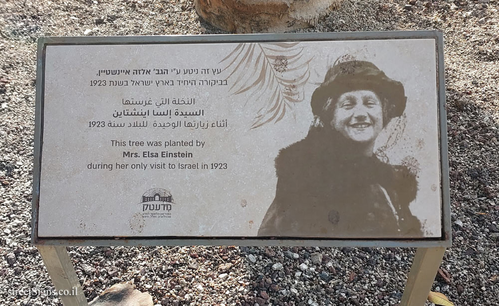 Haifa - Madatek - The tree planted by Elsa Einstein