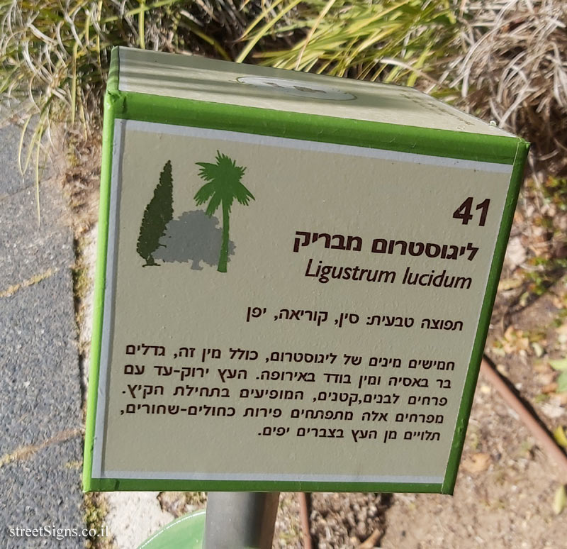 The Hebrew University of Jerusalem - Discovery Tree Walk - Chinese Privet