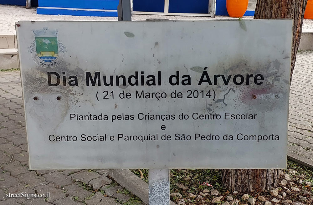 Comporta - a tree planted on National Arbor Day
