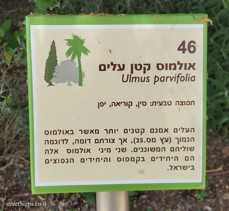 The Hebrew University of Jerusalem - Discovery Tree Walk - Chinese Elm