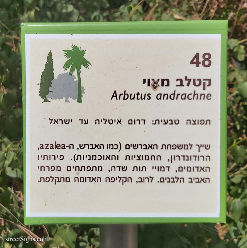The Hebrew University of Jerusalem - Discovery Tree Walk - Eastern Strawberry Tree 