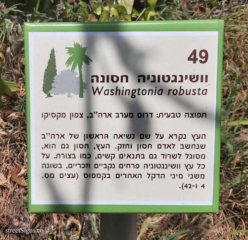 The Hebrew University of Jerusalem - Discovery Tree Walk - Southern Washingtonia
