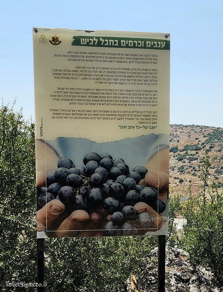 Lachish Training Base - Grapes and vineyards in the Lachish region