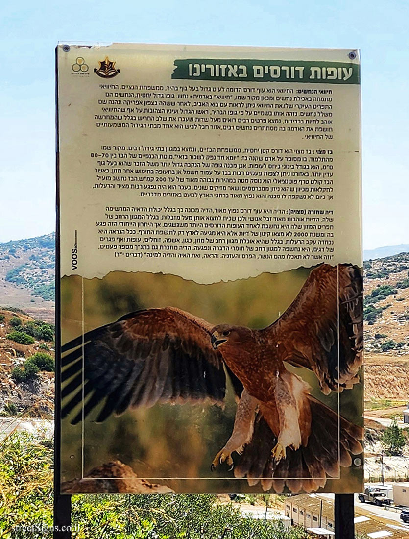 Lachish Training Base - Birds of prey in our areas