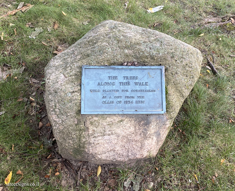 Ithaca - Cornell University - Trees planted by the Class of 1934