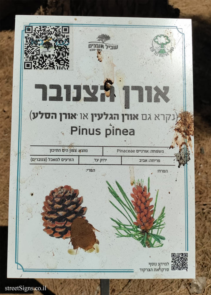 Kfar Saba - The Tree Path - Umbrella Pine