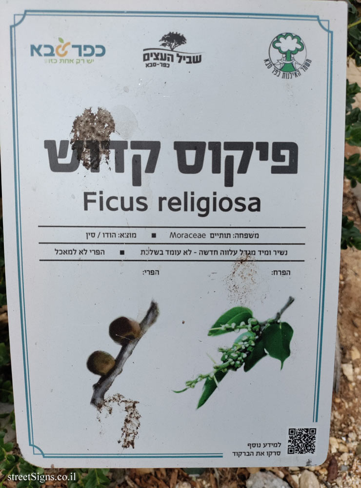 Kfar Saba - The Tree Path - Sacred fig