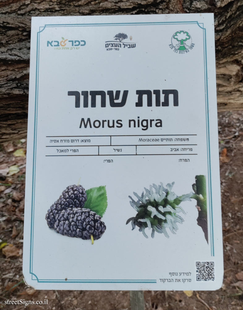 Kfar Saba - The Tree Path - Black mulberry