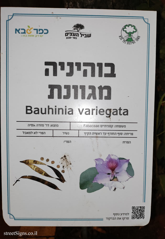 Kfar Saba - The Tree Path - Orchid tree