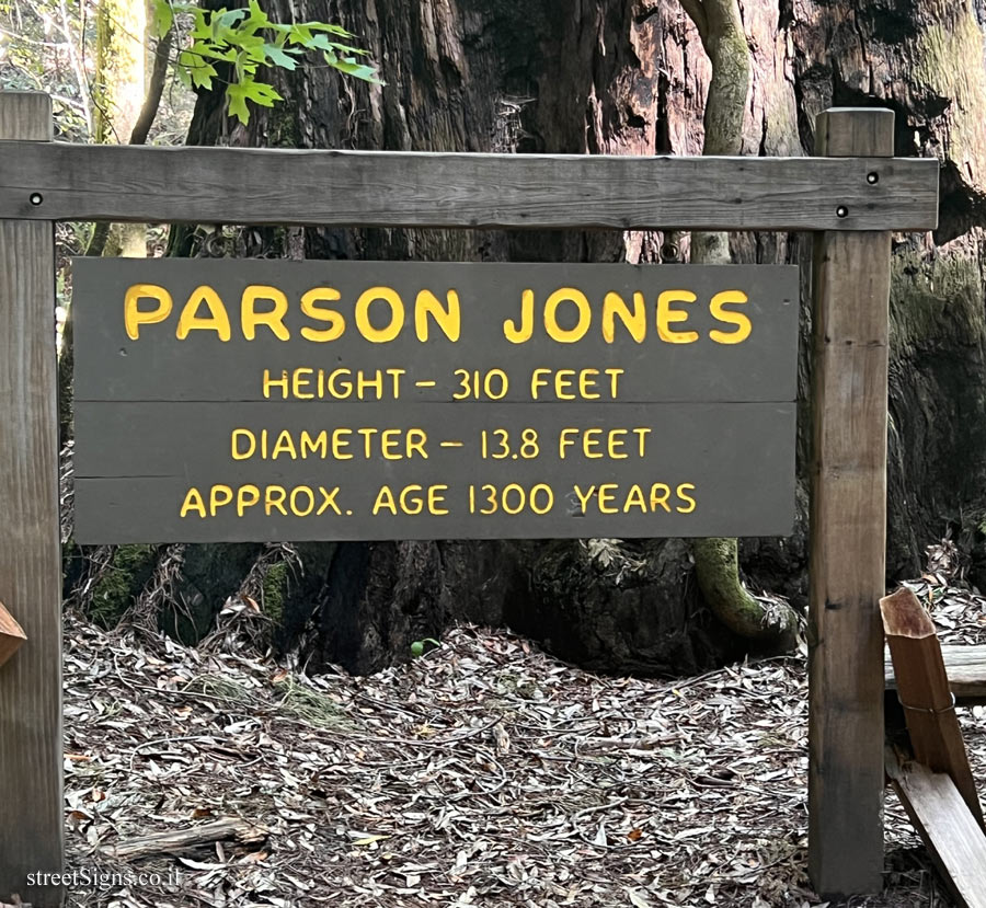 Guerneville - Parson Jones tree