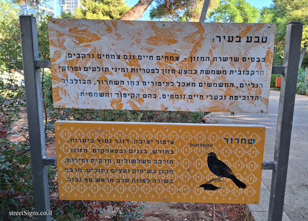Tel Aviv - Nature in the city and Blackbird