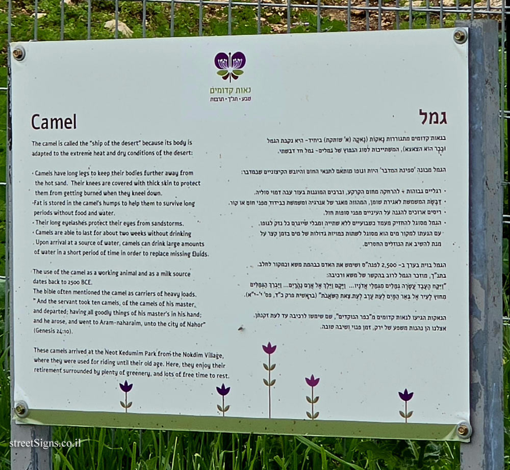 Neot Kedumim Park - Camel