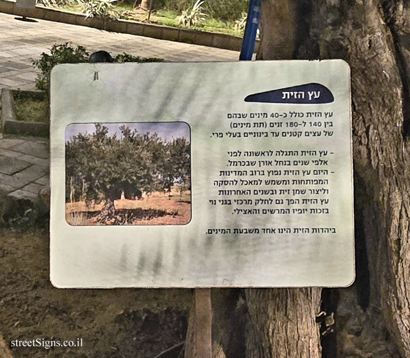 באר יעקב - בית החולים אסף הרופא - עץ הזית