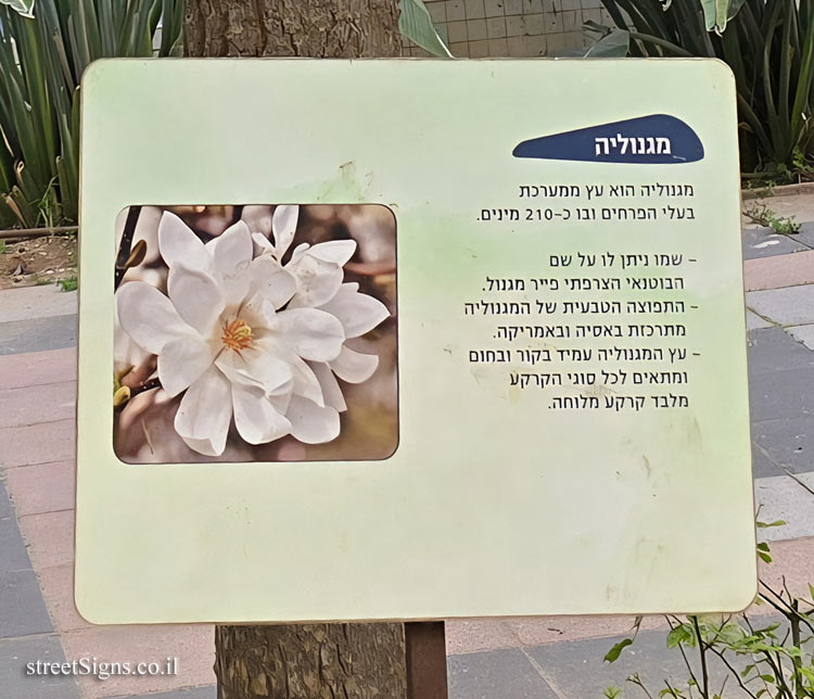 באר יעקב - בית החולים אסף הרופא - מגנוליה